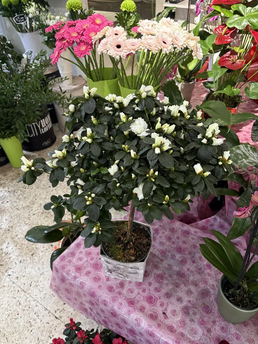 Cédric Fleurs, Nice